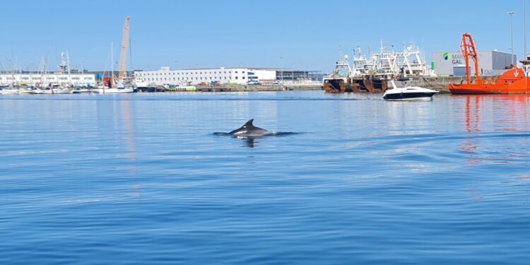 Delfines sorprenden a los niños en la ría de Vigo