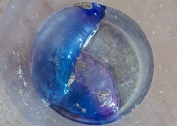 Regresan las carabelas portuguesas a las playas del Val Miñor: si las ves, nada en dirección contraria