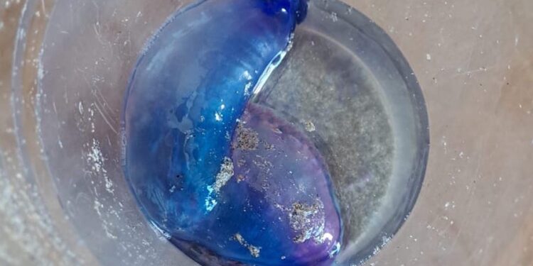 Regresan las carabelas portuguesas a las playas del Val Miñor: si las ves, nada en dirección contraria