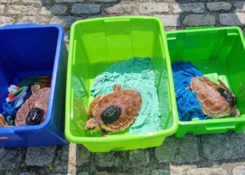 La UCI de Cemma en Nigrán salva a tres tortugas: Ferdylan, Geno y Cicliña regresan al mar