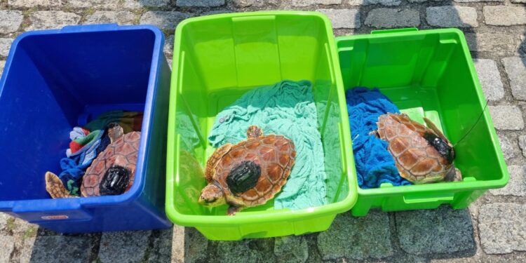 La UCI de Cemma en Nigrán salva a tres tortugas: Ferdylan, Geno y Cicliña regresan al mar