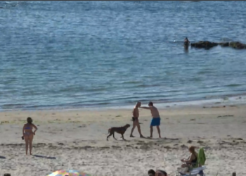perro playa Vigo