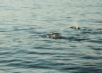 Tripulantes de Mar de Ons vuelven a avistar ballenas en el entorno de Cíes, en aguas de Rodas