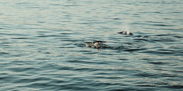 Tripulantes de Mar de Ons vuelven a avistar ballenas en el entorno de Cíes, en aguas de Rodas