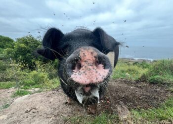 Conoce a Dybala, el cerdo de 400 kilos y 2,15 metros de largo que vive en Oia y fascina a los peregrinos