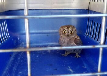 Capturan a una cría de búho en un edificio del centro de Vigo