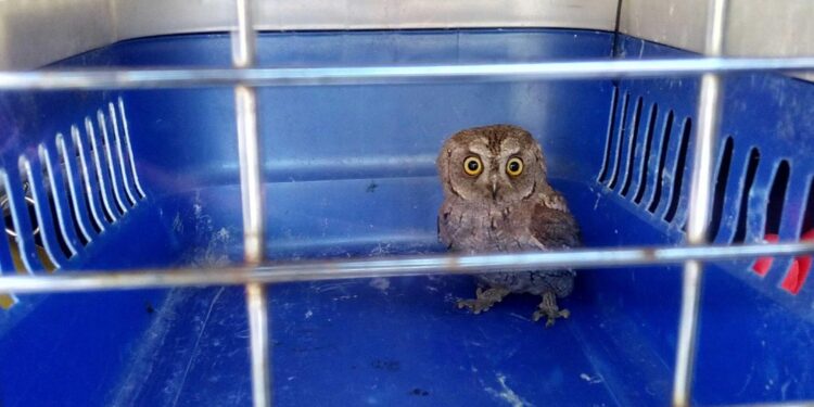 Capturan a una cría de búho en un edificio del centro de Vigo