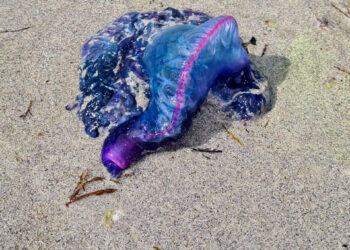 Alerta en la playa viguesa de O Vao: aparecen dos ejemplares de Carabela Portuguesa