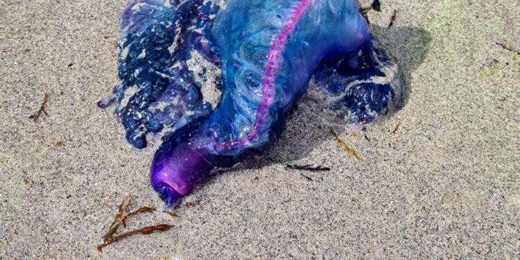 Alerta en la playa viguesa de O Vao: aparecen dos ejemplares de Carabela Portuguesa