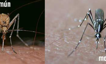 Detectan en Moaña los primeros mosquitos tigre de Galicia: pueden transmitir dengue, chikungunya o Zika