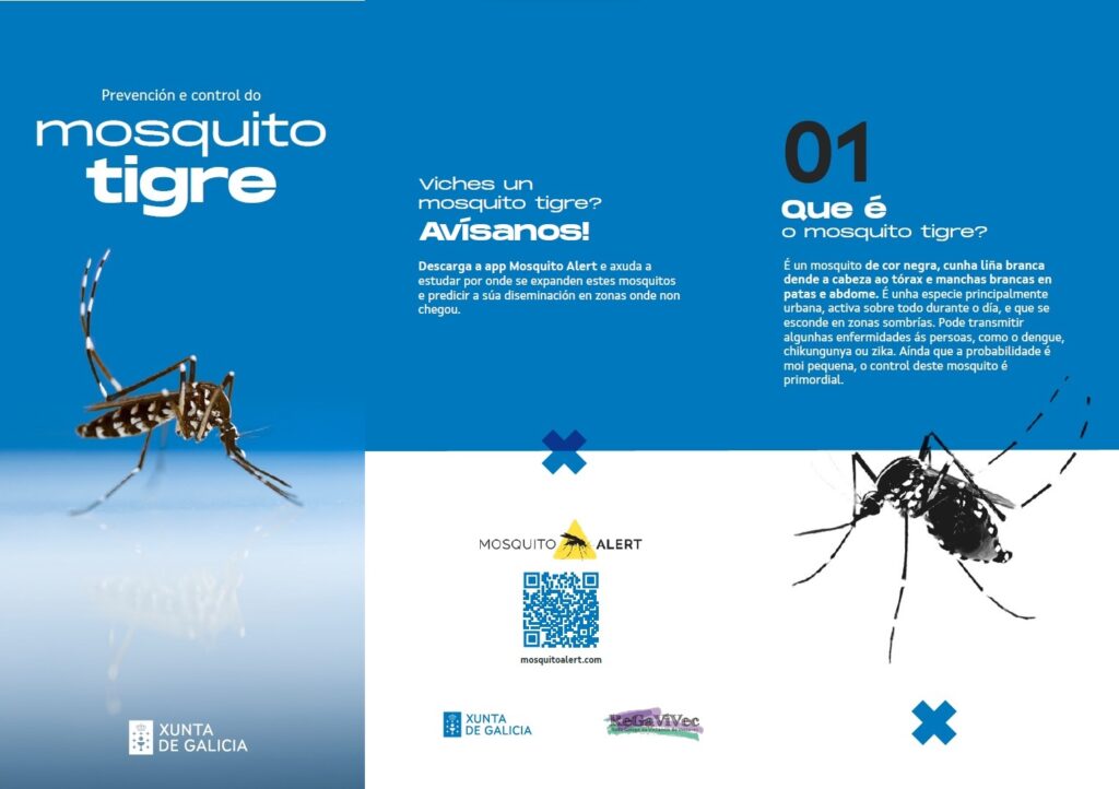 Mosquito tigre por primera vez en Galicia: ¿Qué hacer si te pica?