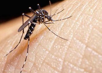 Sanidade confirma que los ocho mosquitos tigre encontrados en Galicia no portaban enfermedades