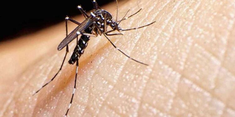 Sanidade confirma que los ocho mosquitos tigre encontrados en Galicia no portaban enfermedades
