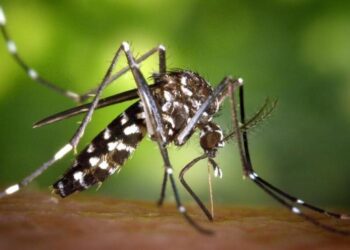 La red de vigilancia detecta dos ejemplares de mosquito tigre en Vigo