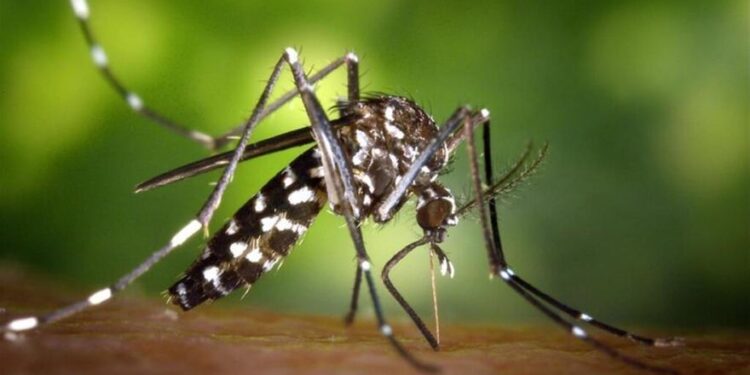 La red de vigilancia detecta dos ejemplares de mosquito tigre en Vigo