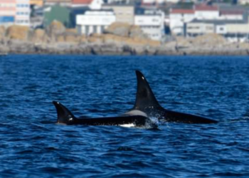 Alerta: las orcas llegan a la ría de Vigo