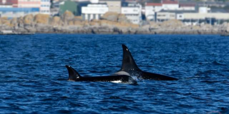 Alerta: las orcas llegan a la ría de Vigo
