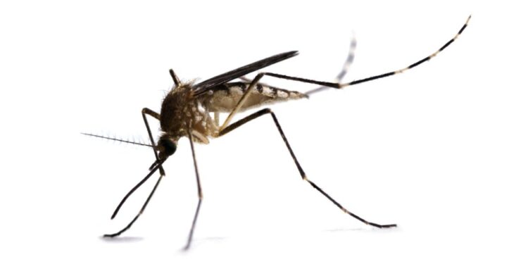 Refuerzan la vigilancia en Vigo, Moaña y Cangas frente a la presencia del mosquito tigre