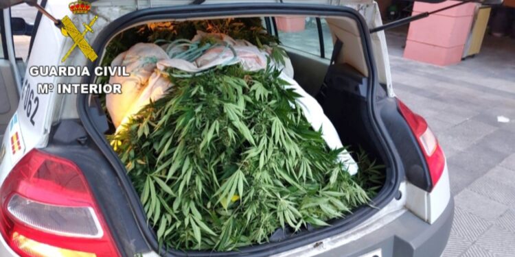 La Guardia Civil se incauta de una plantación de marihuana en Cangas 