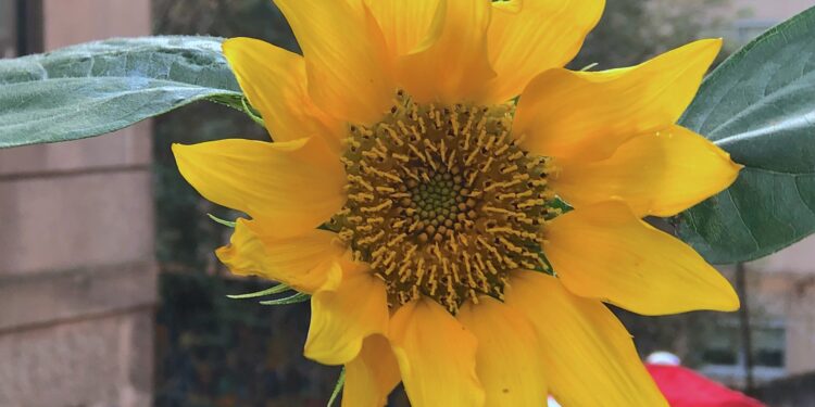 Girasoles de Vigo