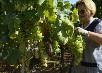 La vendimia, en marcha en las cinco D.O. gallegas: pistoletazo de salida en Rías Baixas y Ribeira Sacra