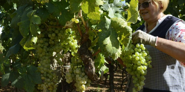 La vendimia, en marcha en las cinco D.O. gallegas: pistoletazo de salida en Rías Baixas y Ribeira Sacra