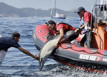La historia más bonita del día en la ría de Vigo: liberado un delfín atrapado en redes