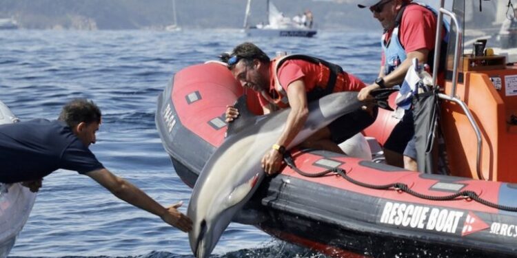 La historia más bonita del día en la ría de Vigo: liberado un delfín atrapado en redes