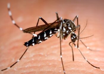 El mosquito tigre continúa su expansión por el área sanitaria de Vigo y llega a Redondela