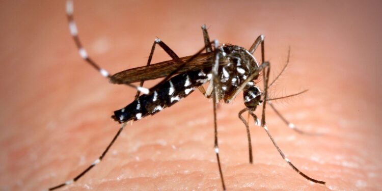 El mosquito tigre continúa su expansión por el área sanitaria de Vigo y llega a Redondela