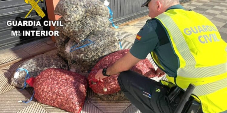 Intervienen en Cangas (Pontevedra) un vehículo con 250 kilos de almeja sin documentación procedente de Portugal