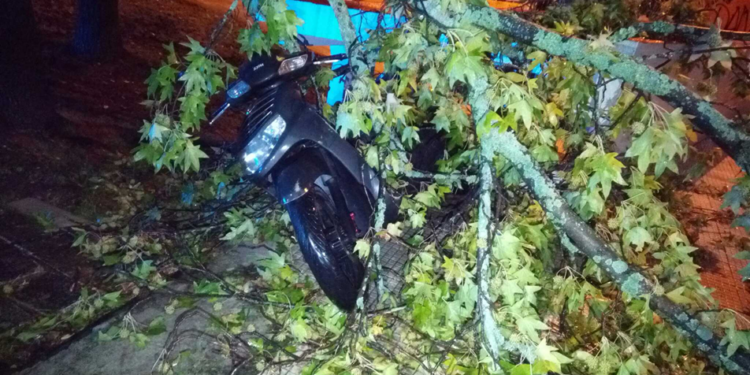 Una rama de grandes dimensiones se desploma sobre una moto aparcada en Vigo