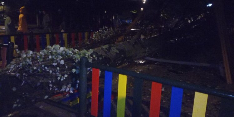 La borrasca Babet tira árboles en distintos puntos de Vigo y causa desprendimientos en una cornisa