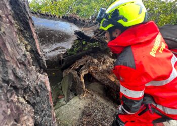 Un árbol se desploma sobre el aparcamiento de una urbanización y corta el tráfico entre Samil y Coruxo