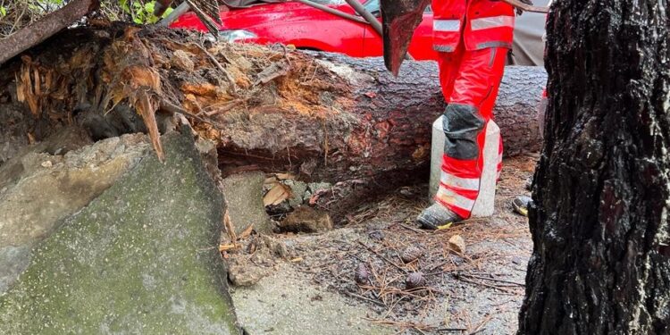 Hospitalizado un bombero de Vigo tras ser golpeado por la rama de un árbol