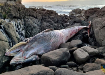 Aparece una ballena muerta en Oia, la sexta en lo que va de año en Galicia