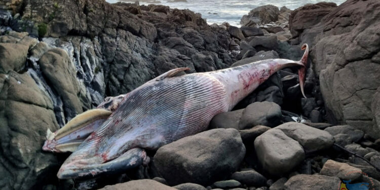 Aparece una ballena muerta en Oia, la sexta en lo que va de año en Galicia