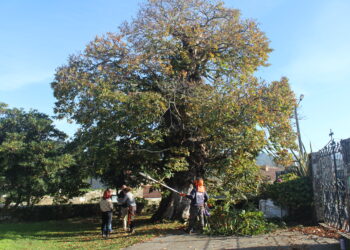 SOS por el castaño de San Pedro: un cáncer amenaza al árbol centenario