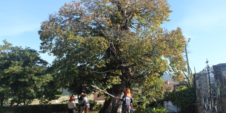 SOS por el castaño de San Pedro: un cáncer amenaza al árbol centenario