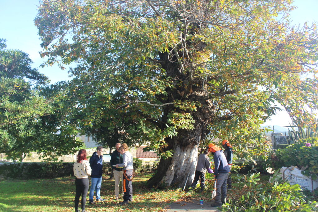 SOS por el castaño de San Pedro: un "cáncer" amenaza al árbol centenario
