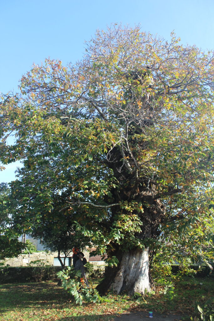 SOS por el castaño de San Pedro: un "cáncer" amenaza al árbol centenario
