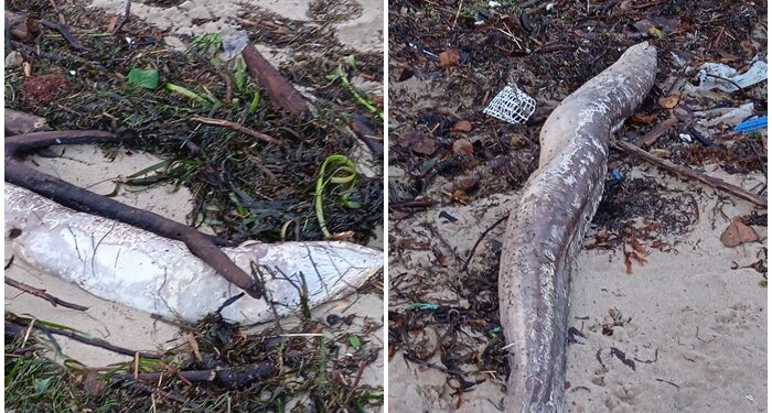 Decenas de congrios muertos son arrastrados por los temporales a la playa de Cesantes