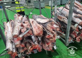 Gardacostas decomisa 25.000 kilos de tiburón congelado en un almacén frigorífico de Vigo