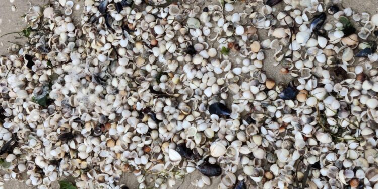 La mortandad del marisco se extiende por las rías: la campaña de Navidad está en riesgo en Vigo