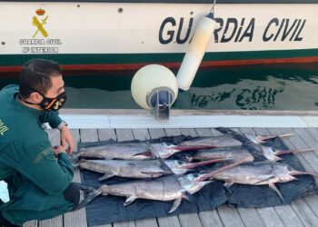 Pesca entregará al Banco de Alimentos cien toneladas de pez espada decomisadas por captura ilegal