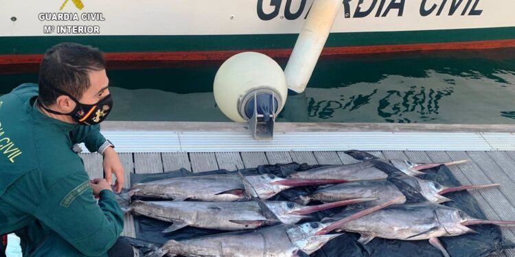 Pesca entregará al Banco de Alimentos cien toneladas de pez espada decomisadas por captura ilegal