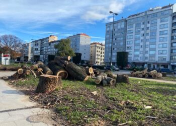O BNG de Vigo pide un plan de protección do arboredo urbano fronte á “motoserra” de Abel Caballero