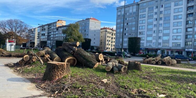 O BNG de Vigo pide un plan de protección do arboredo urbano fronte á “motoserra” de Abel Caballero