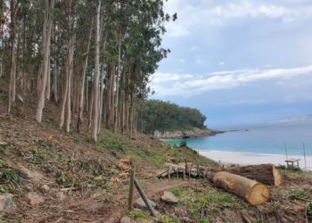 Así es la lucha contra el eucalipto en las islas Cíes: «No cortamos árboles, restauramos hábitats»