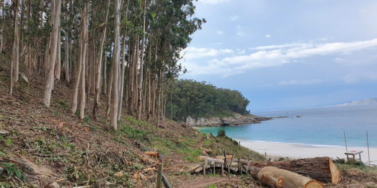 Así es la lucha contra el eucalipto en las islas Cíes: «No cortamos árboles, restauramos hábitats»